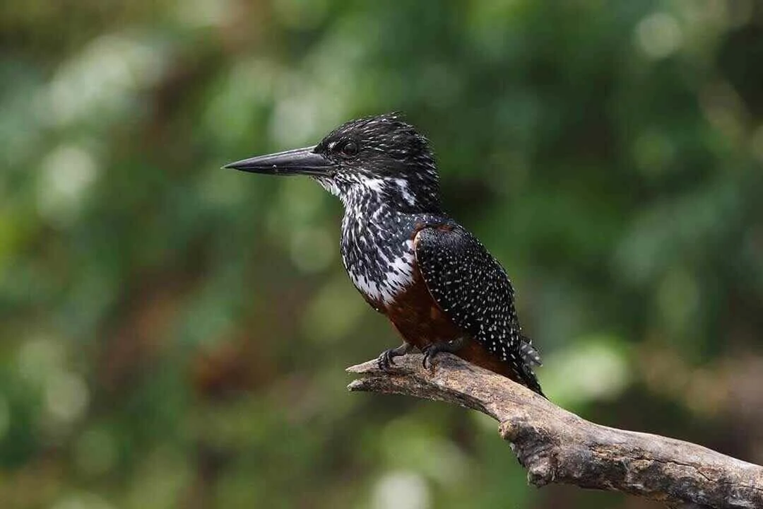 Giant Kingfisher